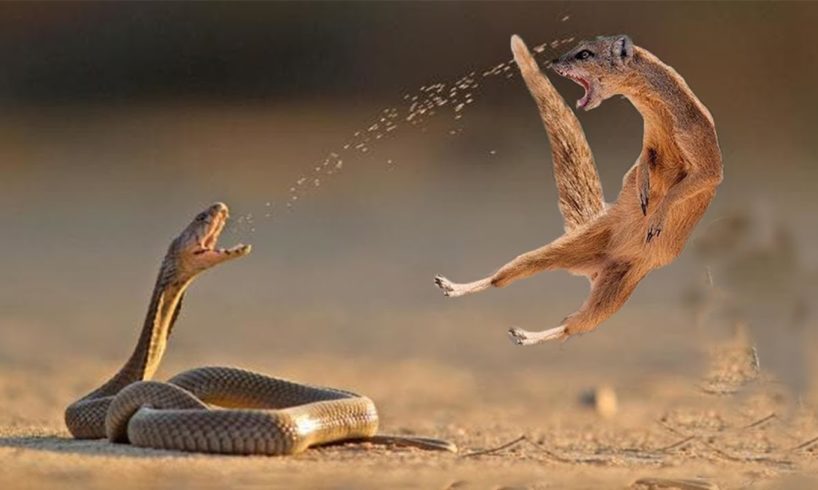 Top 5 King Cobra Vs Mongoose Real Fight – Mongoose Too Dangeг – Big Battle Of Snake Vs Mongoose