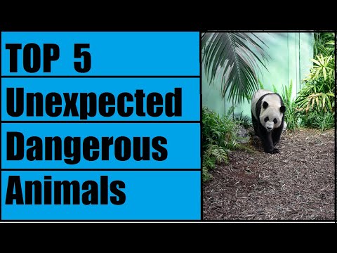 Top 5 Unexpected Dangerous Animals