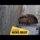 Trapped beaver rescued at work site