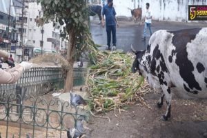 Vadodara city police comes to the rescue of animals during lockdown