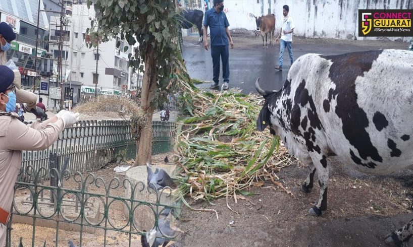 Vadodara city police comes to the rescue of animals during lockdown