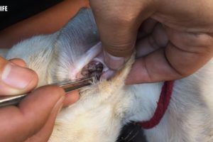 Very Big Tick In Ear Puppy Rescued Dog Tick Removal