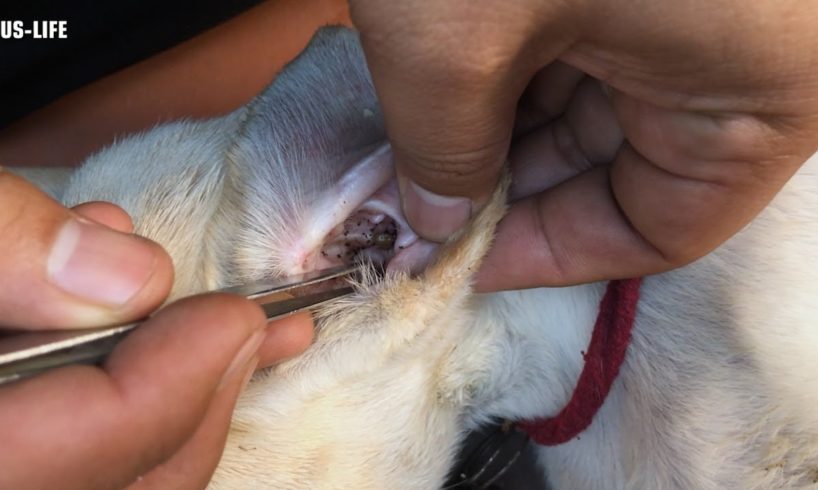 Very Big Tick In Ear Puppy Rescued Dog Tick Removal