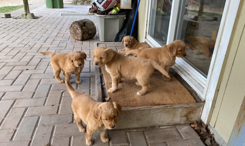 ⚠️ WARNING! Golden  Puppy Cuteness Overload!! Part 2