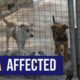 WATCH | Sandton SPCA calls for donations to continue their work during Covid-19 lockdown