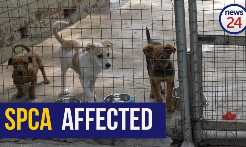 WATCH | Sandton SPCA calls for donations to continue their work during Covid-19 lockdown