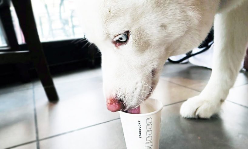 WORLDS CUTEST PUPPY!