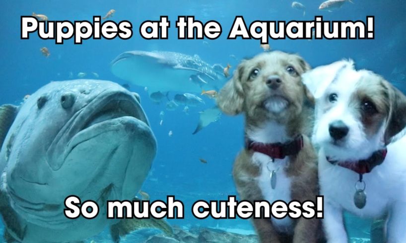 We Brought PUPPIES to the Georgia Aquarium!! | The Cutest Puppies in the World Take a Field Trip!