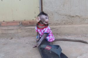 What happened baby Monkey Nita Play Alone