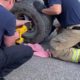 Wheelie Pup Gets Rescued A Riverside County Animal Services Video Short January 22 2020
