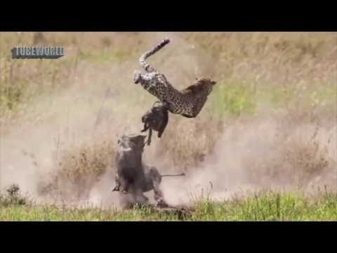 Wild Animals Fight For Survival