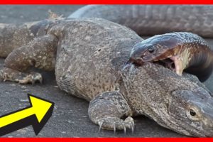 Wild Animals Fight To The Death [NEW] | Animal Attacks in The Wild | Animal Fights