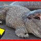 Wild Animals Fight To The Death [NEW] | Animal Attacks in The Wild | Animal Fights