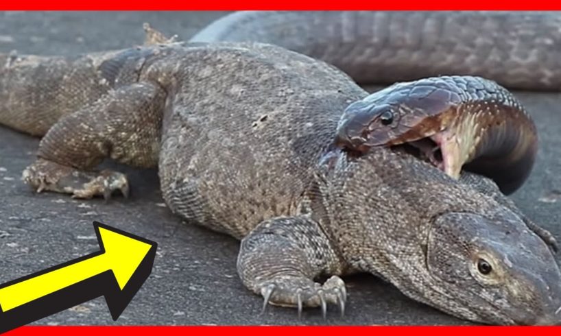 Wild Animals Fight To The Death [NEW] | Animal Attacks in The Wild | Animal Fights