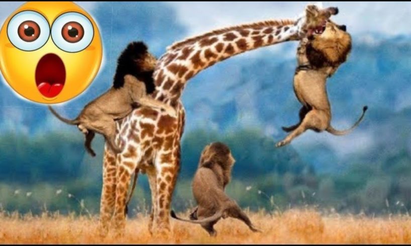 Wild Animals Fighting