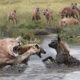 Wild Animals Fighting - Hyena vs Lion vs Leopard Fight in the wild