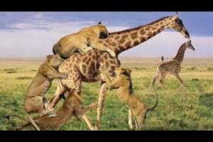 Wild Animals Fighting | Lion vs Giraffe Video African Animals | Lion hunting fail