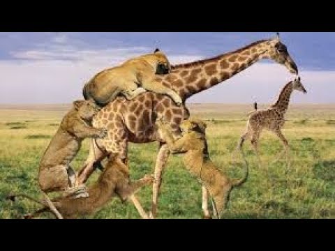 Wild Animals Fighting | Lion vs Giraffe Video African Animals | Lion hunting fail