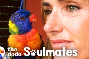 Wild Lorikeet Brings Girlfriend to Meet Human Mom | The Dodo Soulmates