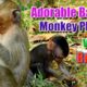 WildLife Animals - Adorable Baby Monkey Playing with his Brother, Awesome! Key of Secret #14