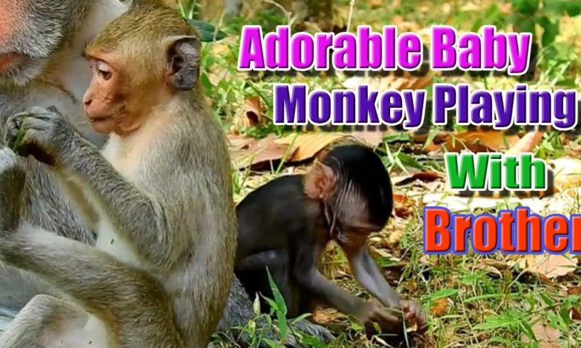 WildLife Animals - Adorable Baby Monkey Playing with his Brother, Awesome! Key of Secret #14