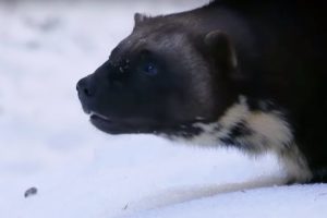 Wolverine's Super Sense of Smell | Animal Super Senses | BBC