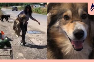 Woman Spends Days Catching 2 Stray Dogs | Naturee Rescue Stories