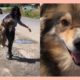 Woman Spends Days Catching 2 Stray Dogs | Naturee Rescue Stories