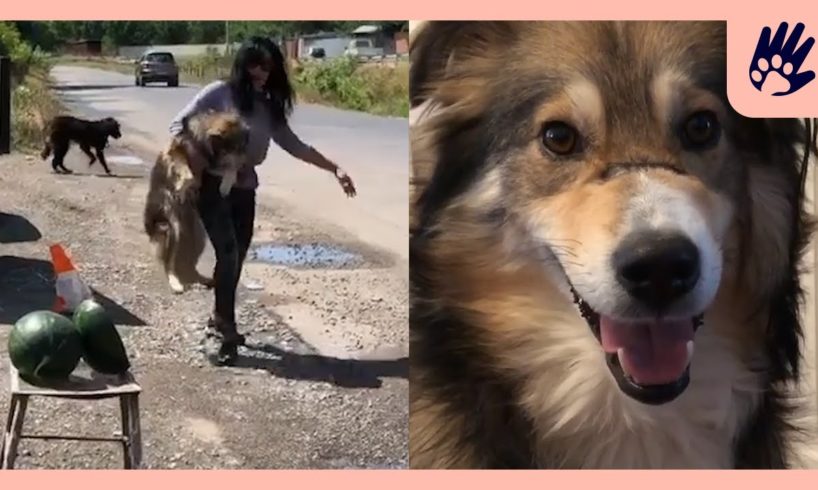 Woman Spends Days Catching 2 Stray Dogs | Naturee Rescue Stories