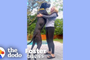 Woman With A House Full Of Dogs Fosters Two Adorable Great Danes | The Dodo Foster Diaries