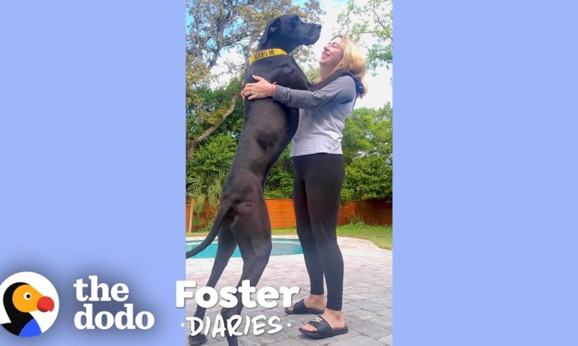 Woman With A House Full Of Dogs Fosters Two Adorable Great Danes | The Dodo Foster Diaries