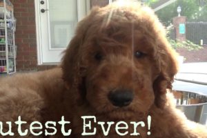 Worlds Cutest Puppy - New F1B multi-generational Golden Doodle puppy