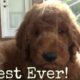 Worlds Cutest Puppy - New F1B multi-generational Golden Doodle puppy