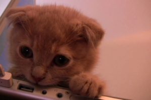 Worlds cutest Kitten Learns Valuable Lesson. (Talking Cat)