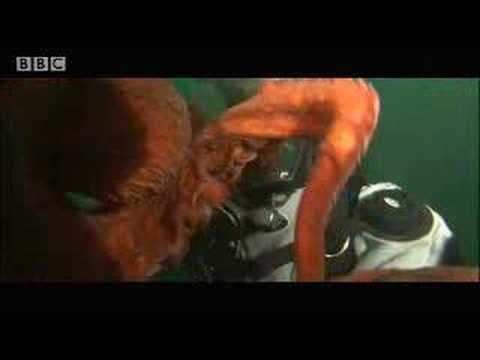 Wow! Giant octopus - extreme animals - BBC wildlife