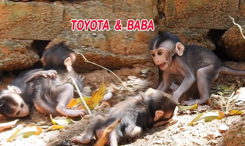 Wow..!! Very Sweet Poor Baby Toyota Is Trying To Play And Walk With BABA But Not Good