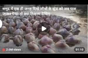 animals video | animals fighting by Aaj tak guru