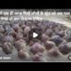 animals video | animals fighting by Aaj tak guru