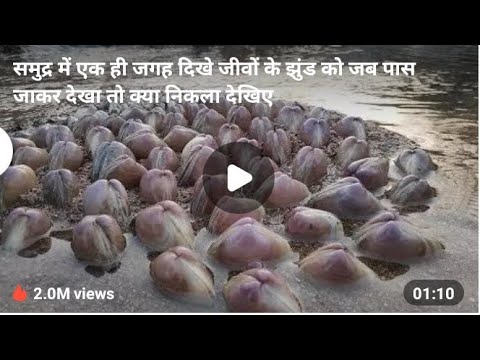 animals video | animals fighting by Aaj tak guru