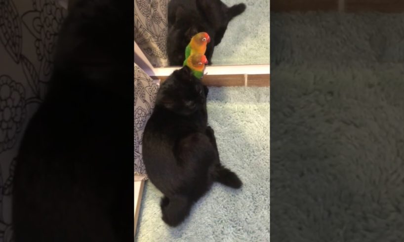 bird and cat playing