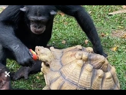 #colorsong #scanimals Top animals kids videos funny amazing comedy fight mix animals videos