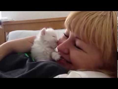 cute kitten kisses my face :)