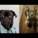 ?funniest cute ? dogs and cats ? funny animals awesome