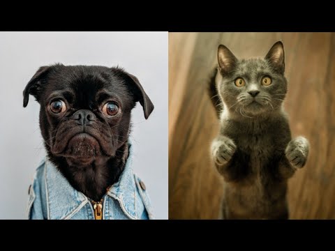 ?funniest cute ? dogs and cats ? funny animals awesome