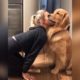 funny and cute dog compilation 2020#5 WATCH IT TILL THE END YOUR HEART WILL MELT!