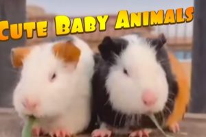#pupies Cute Baby Animals Playing With their Owners