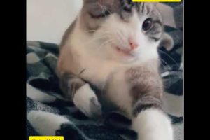 tik tok cats,Adorable Babies Playing With Dogs-Baby and Pet Video#01