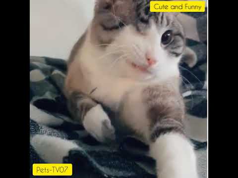 tik tok cats,Adorable Babies Playing With Dogs-Baby and Pet Video#01