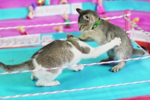 world first cat toy wrestling full matches | extreme animal fights