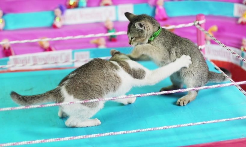 world first cat toy wrestling full matches | extreme animal fights